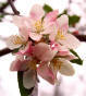 Arkansas Apple Blossom