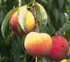 Peach - Georgia State Fruit
